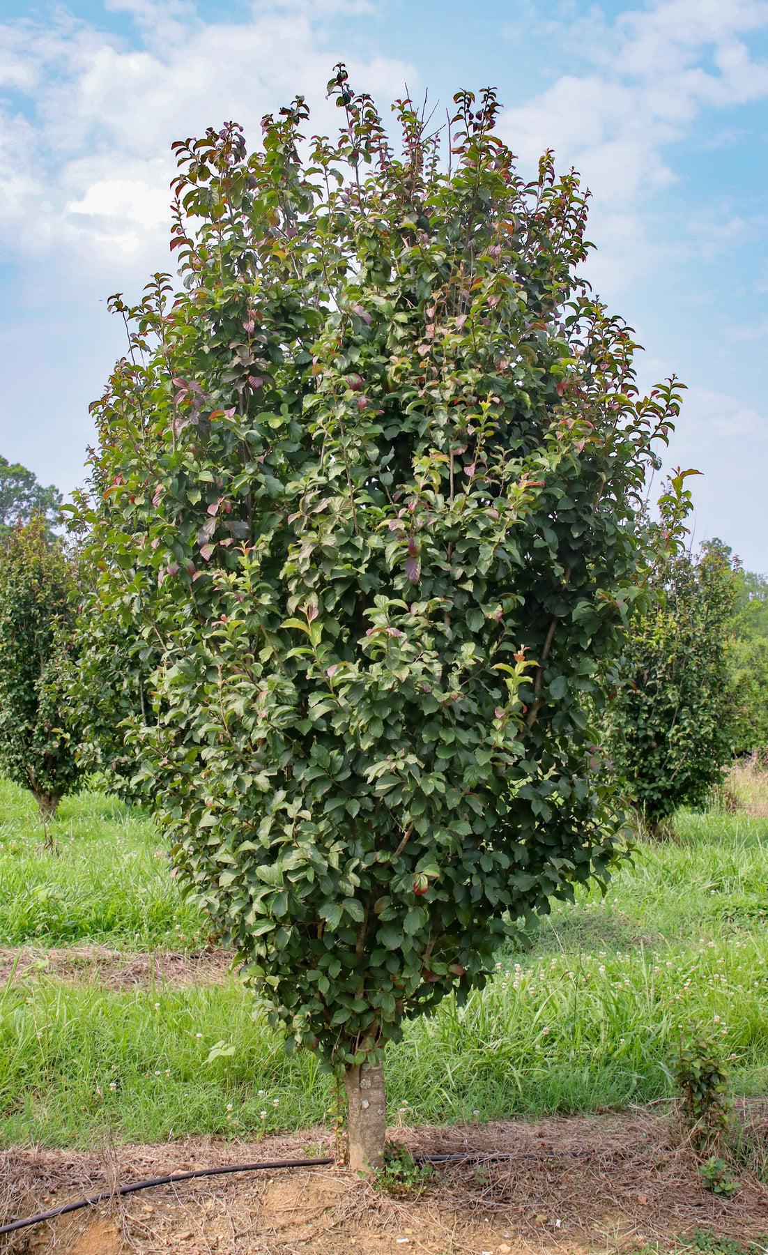 Parrotia Persica Persian Spire - View 16 from www redcrocus com