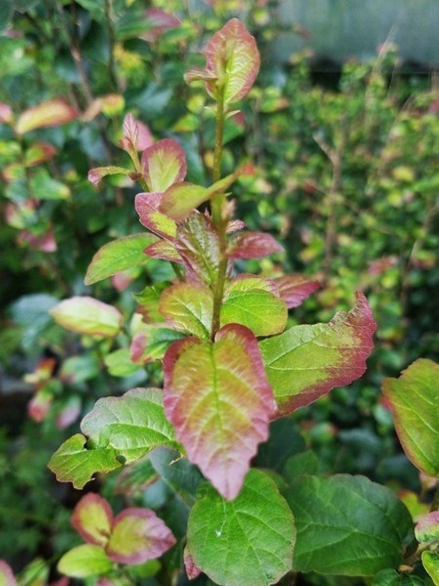 Parrotia Persica Persian Spire - View 17 from www redcrocus com