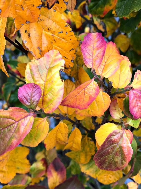 Parrotia Persica Persian Spire - View 18 from www redcrocus com