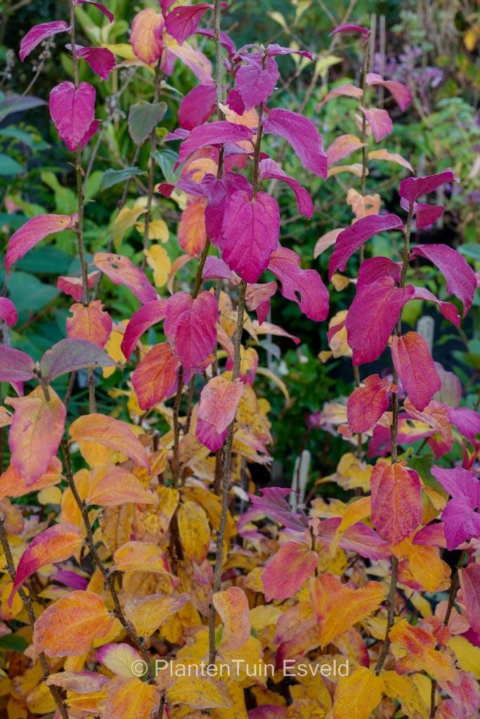 Parrotia Persica Persian Spire - View 19 from www redcrocus com