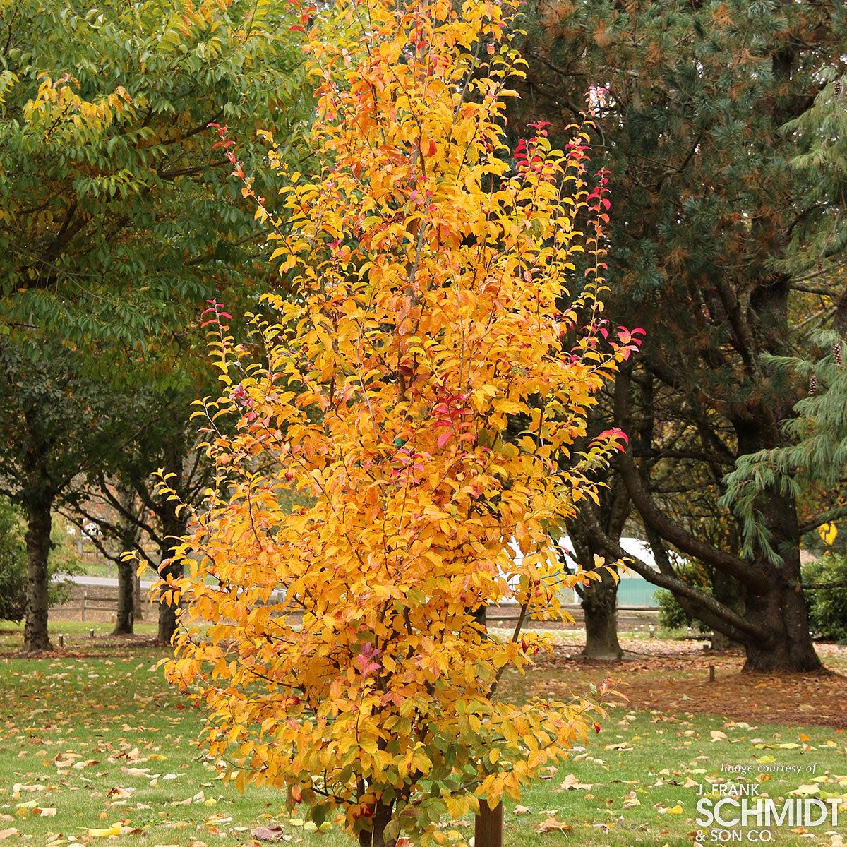 Parrotia Persica Persian Spire - View 1 from www redcrocus com
