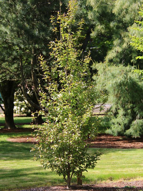 Parrotia Persica Persian Spire - View 20 from www redcrocus com
