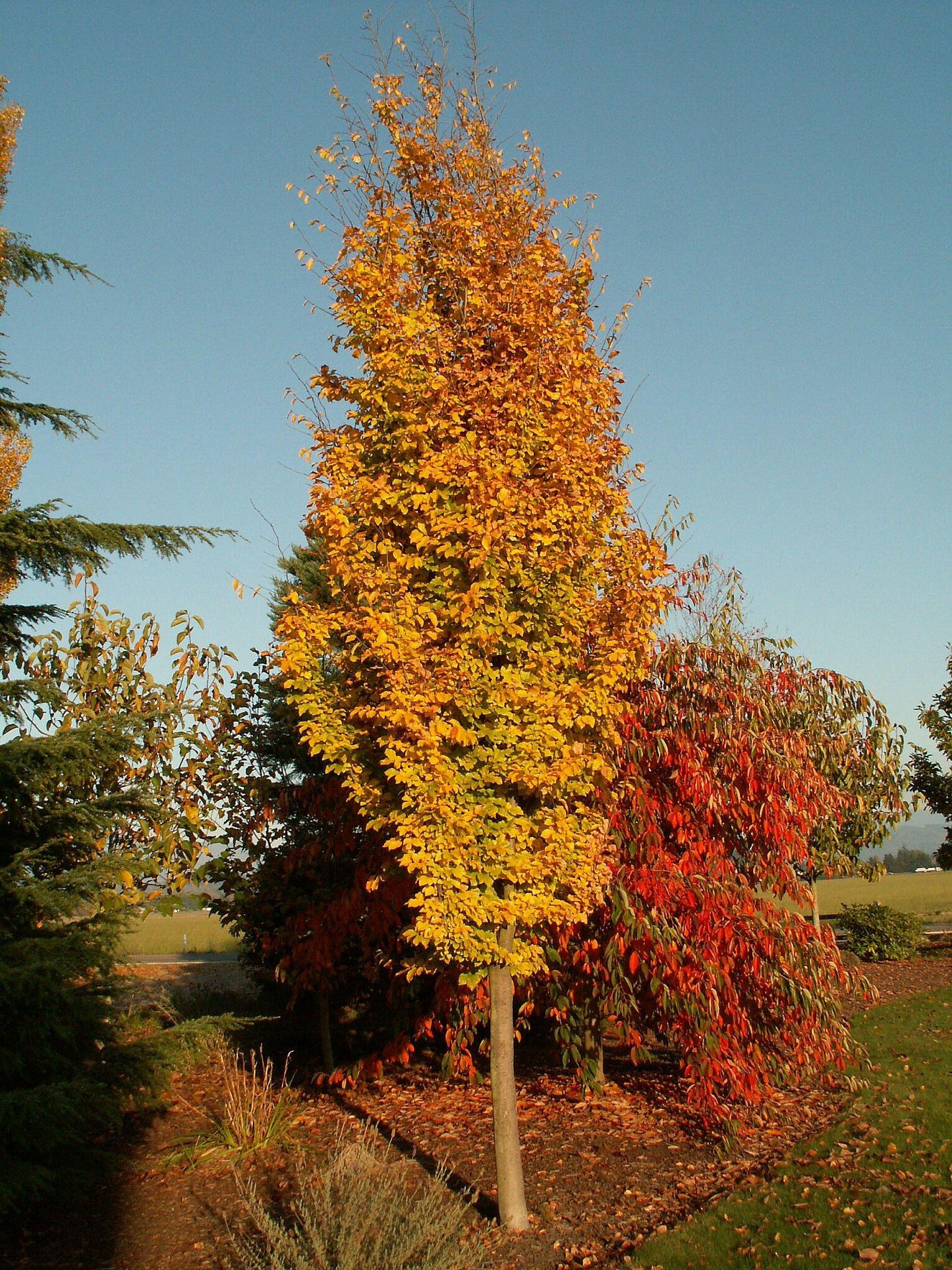 Parrotia Persica Persian Spire - View 2 from www redcrocus com
