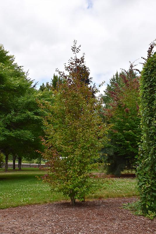 Parrotia Persica Persian Spire - View 3 from www redcrocus com