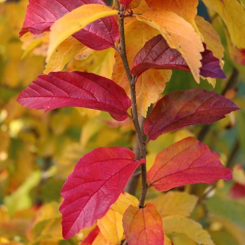 Parrotia Persica Persian Spire - View 5 from www redcrocus com
