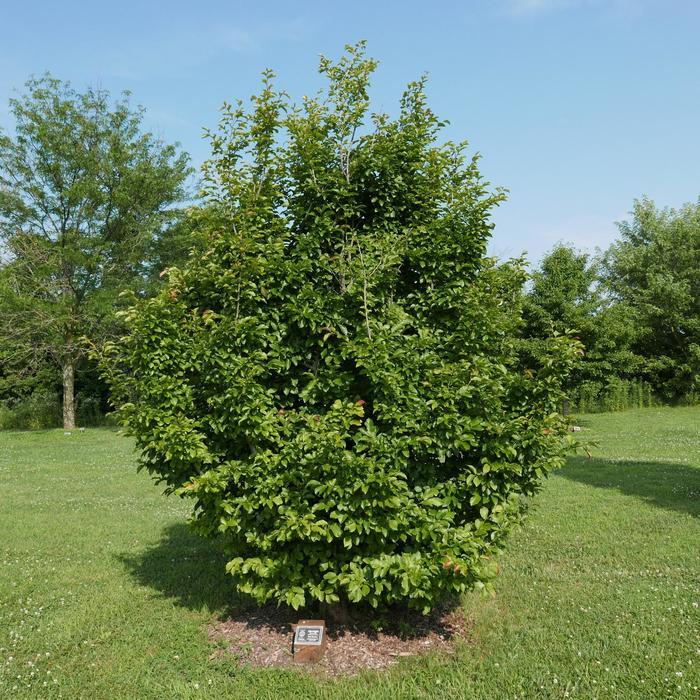 Parrotia Persica Persian Spire - View 8 from www redcrocus com
