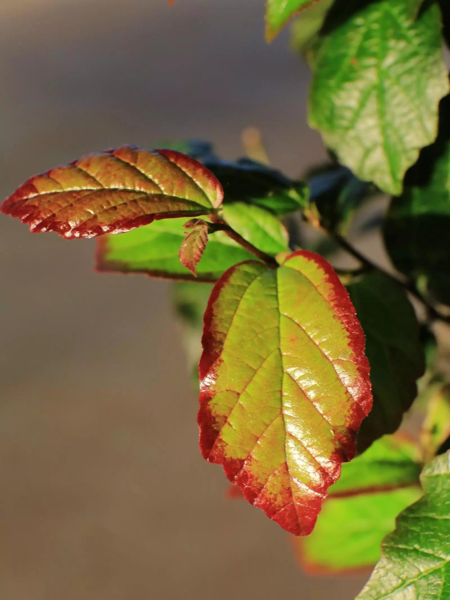 Parrotia Persica Persian Spire - View 9 from www redcrocus com