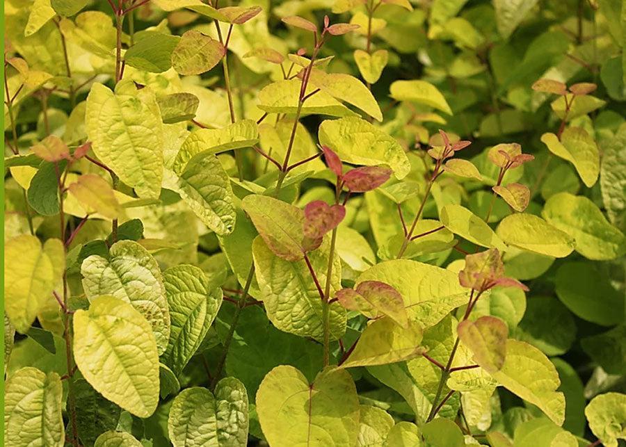 Cercidiphyllum Japonicum Claim Jumper - View 12 from www redcrocus com