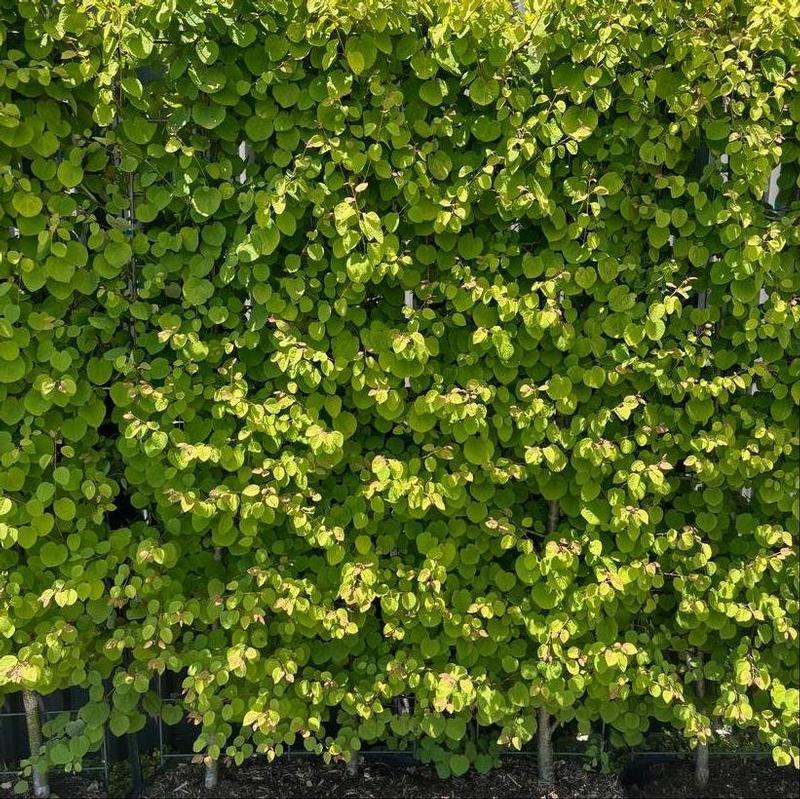 Cercidiphyllum Japonicum Claim Jumper - View 14 from www redcrocus com