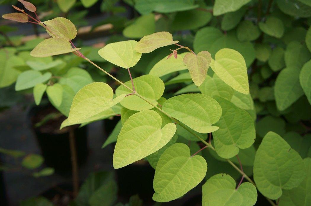 Cercidiphyllum Japonicum Claim Jumper - View 5 from www redcrocus com