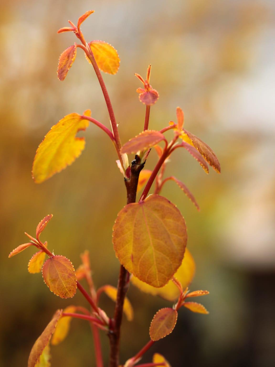 Cercidiphyllum Japonicum Claim Jumper - View 6 from www redcrocus com