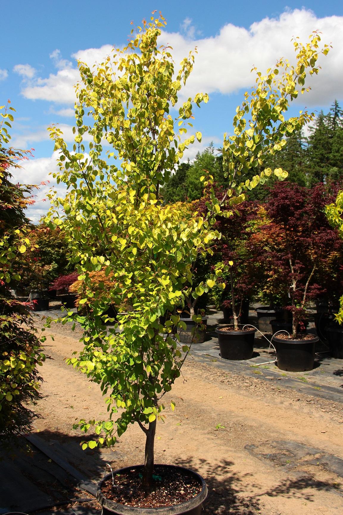 Cercidiphyllum Japonicum Claim Jumper - View 7 from www redcrocus com