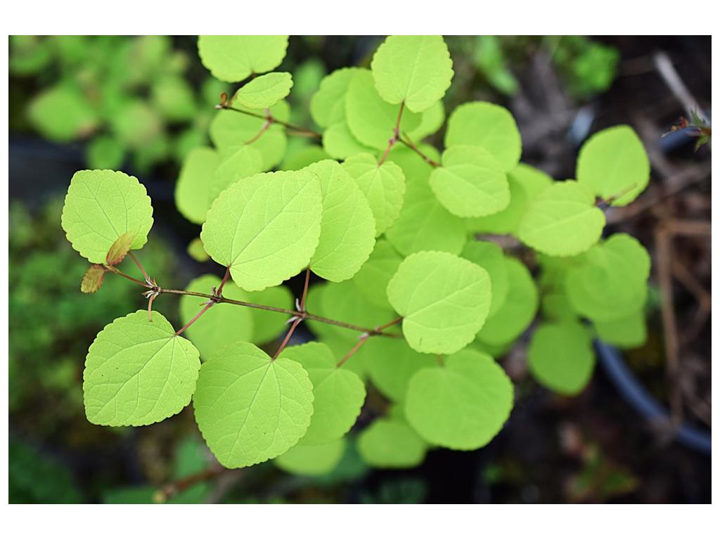 Cercidiphyllum Japonicum Claim Jumper - View 9 from www redcrocus com