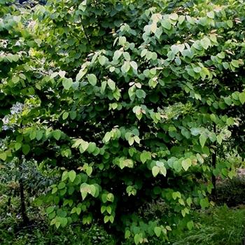 Cercidiphyllum Japonicum 'claim Jumper' - View 10 from www redcrocus com