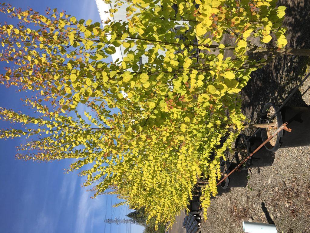 Cercidiphyllum Japonicum 'claim Jumper' - View 11 from www redcrocus com