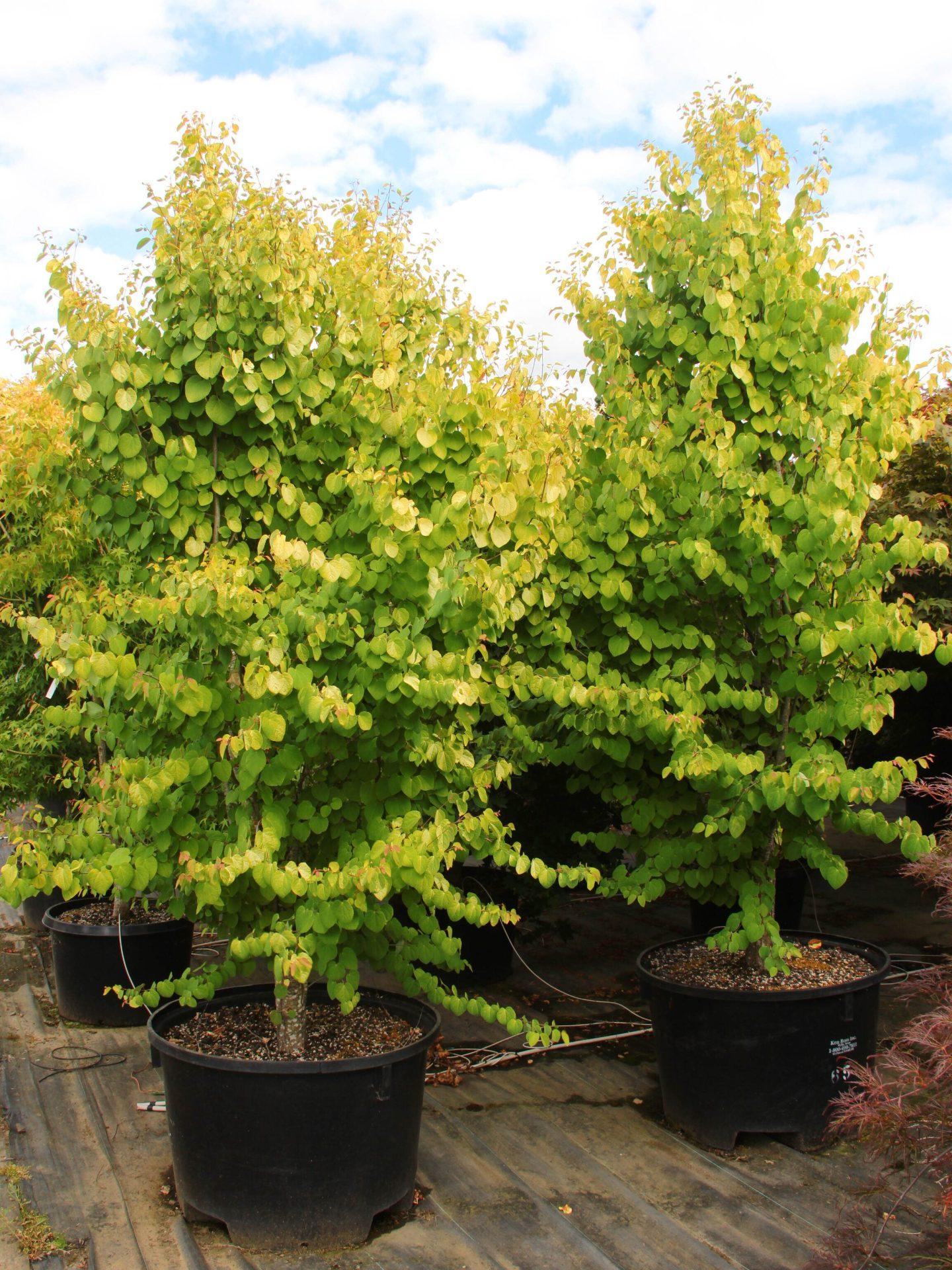 Cercidiphyllum Japonicum 'claim Jumper' - View 1 from www redcrocus com