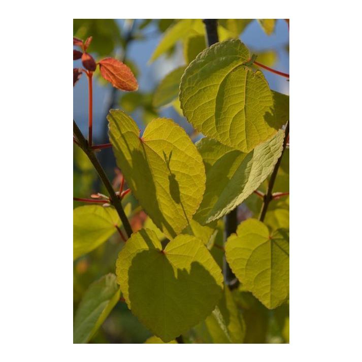 Cercidiphyllum Japonicum 'claim Jumper' - View 7 from www redcrocus com