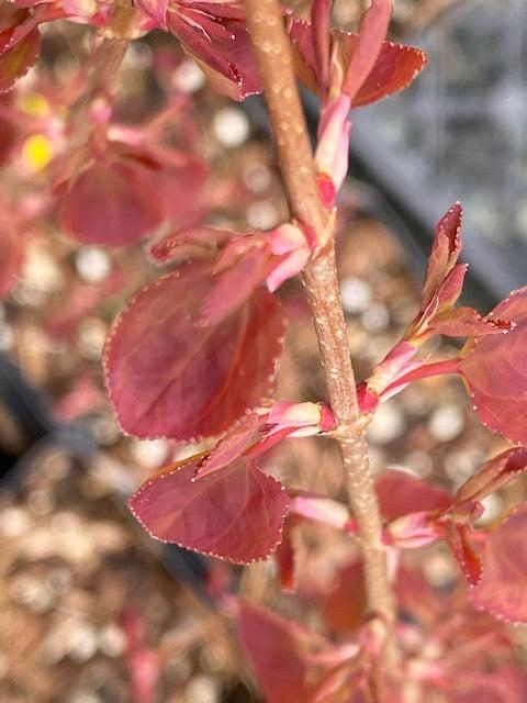 Cercidiphyllum Japonicum 'claim Jumper' - View 8 from www redcrocus com
