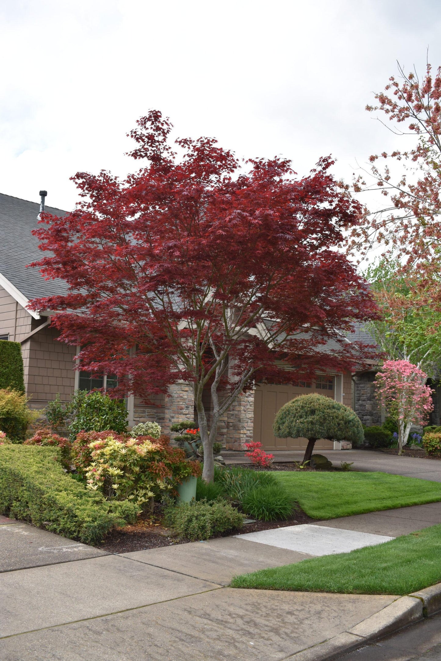 Acer Palmatum 'atropurpureum' - View 18 from www redcrocus com