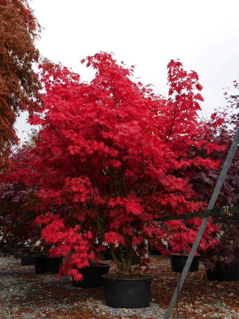 Acer Palmatum 'atropurpureum' - View 3 from www redcrocus com