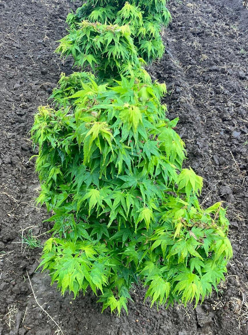 Acer Palmatum 'mikawa Yatsubasa' - View 12 from www redcrocus com