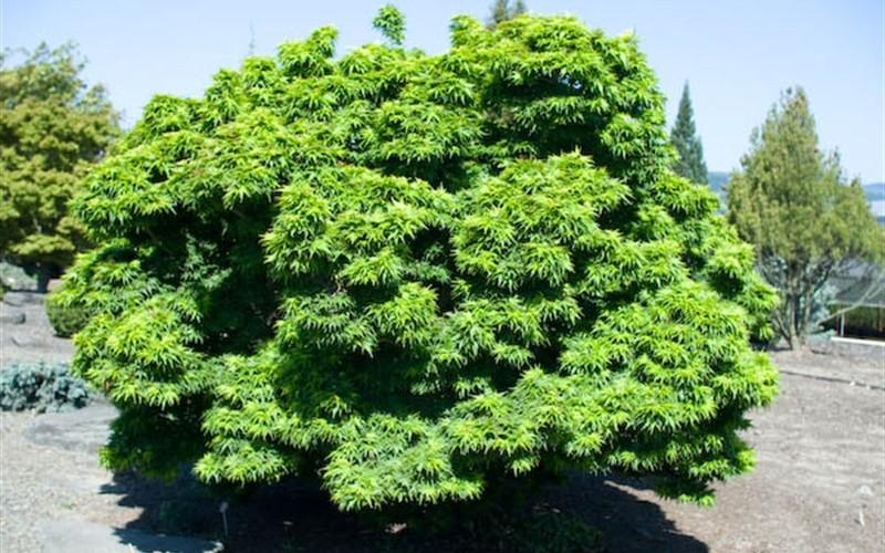 Acer Palmatum 'mikawa Yatsubasa' - View 17 from www redcrocus com