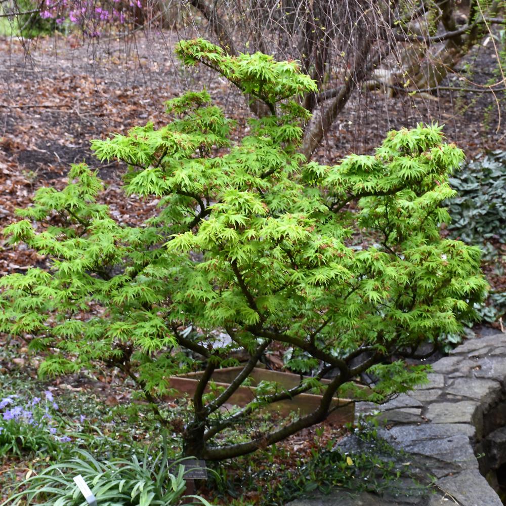 Acer Palmatum 'mikawa Yatsubasa' - View 18 from www redcrocus com
