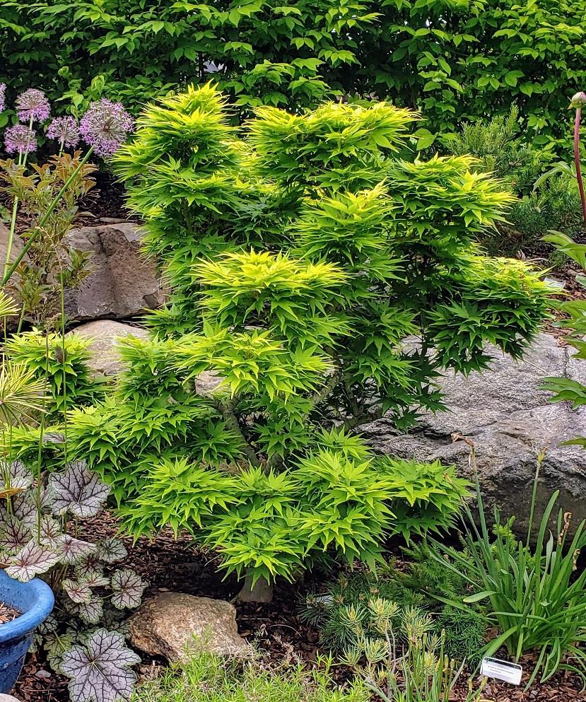 Acer Palmatum 'mikawa Yatsubasa' - View 1 from www redcrocus com