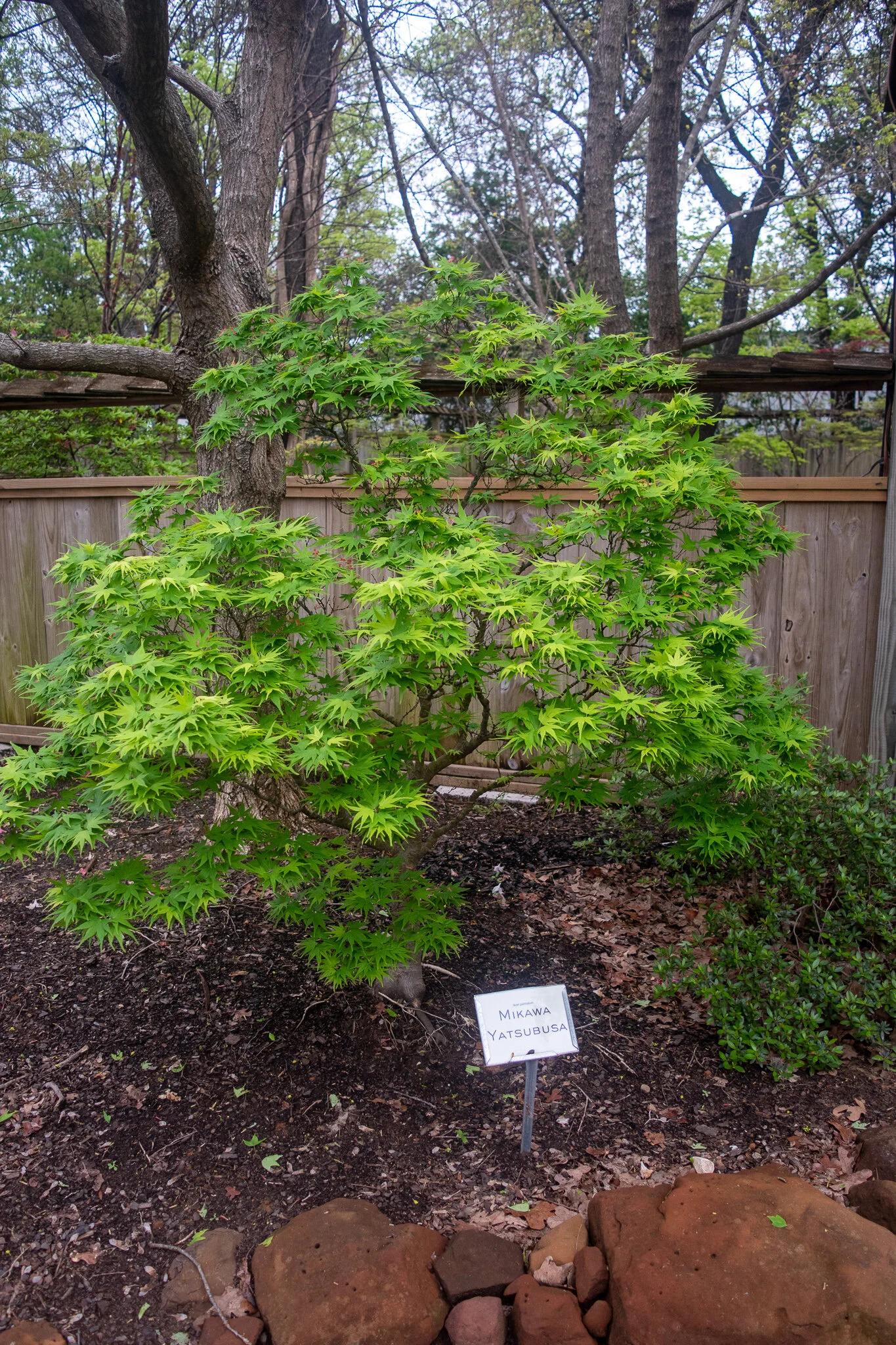 Acer Palmatum 'mikawa Yatsubasa' - View 20 from www redcrocus com
