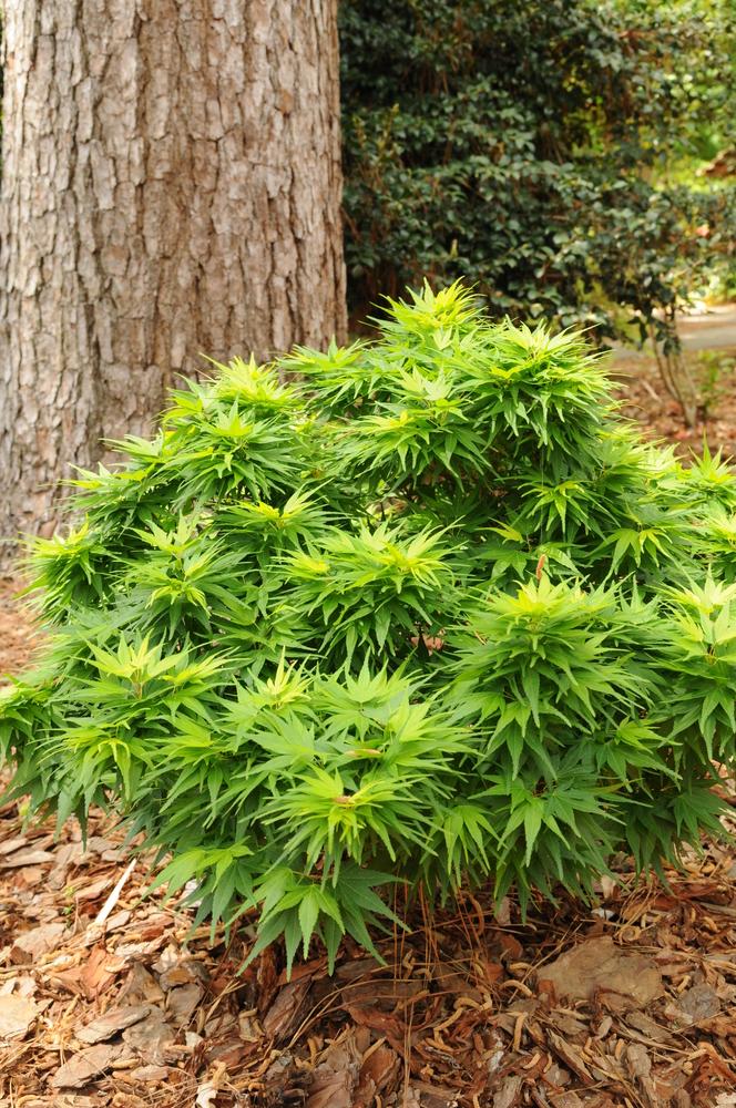 Acer Palmatum 'mikawa Yatsubasa' - View 4 from www redcrocus com