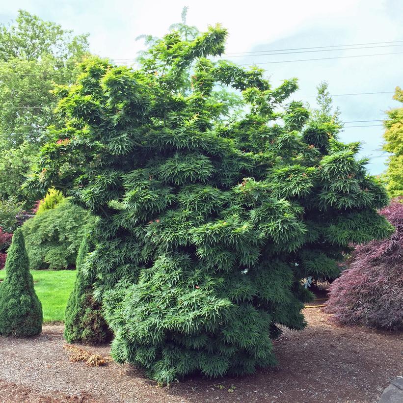 Acer Palmatum 'mikawa Yatsubasa' - View 6 from www redcrocus com