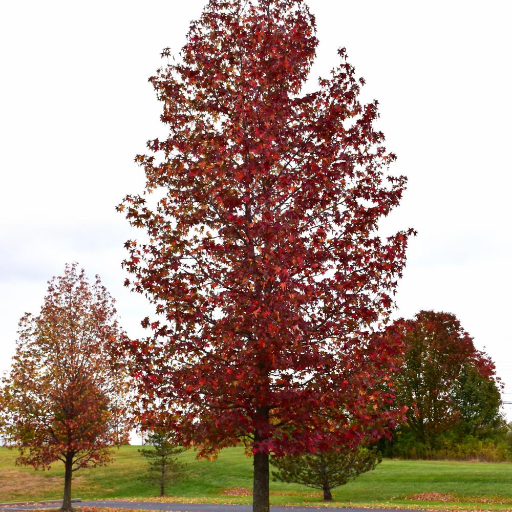 Liquidambar Styraciflua 'happidaze' - View 9 from www redcrocus com