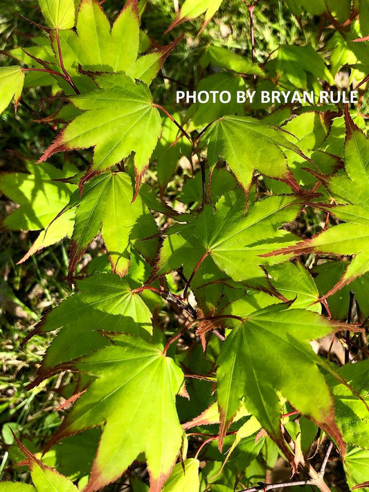 Acer Palmatum 'tsumi Gaki' - View 11 from www redcrocus com