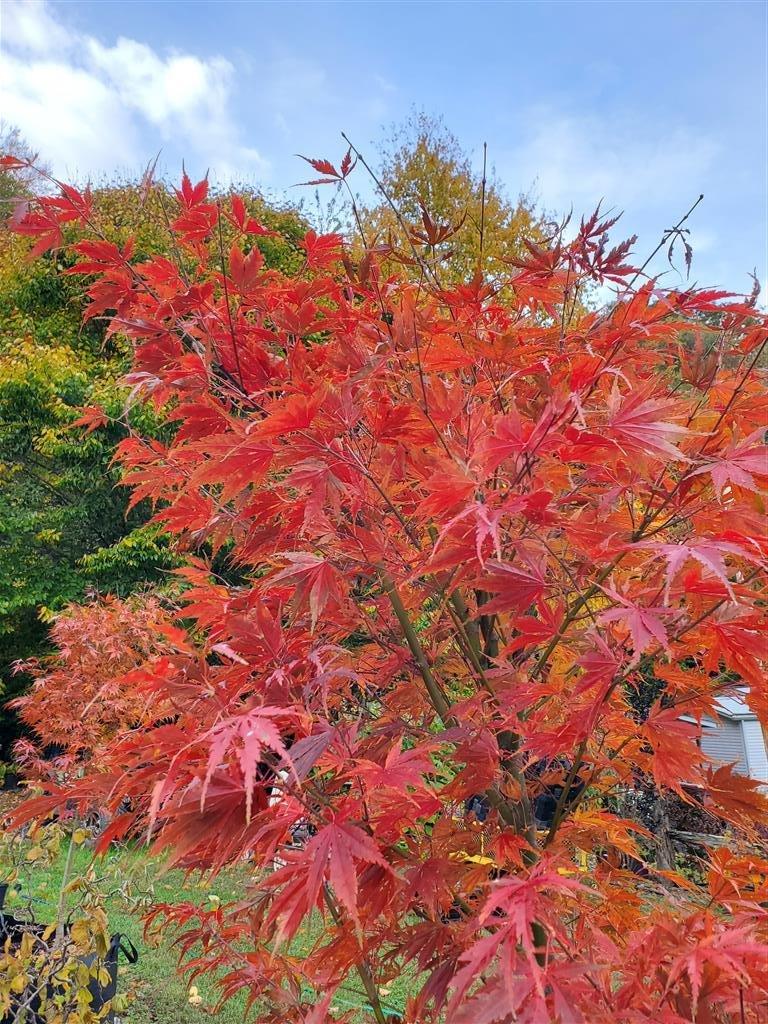 Acer Palmatum 'orange Flame' - View 9 from www redcrocus com