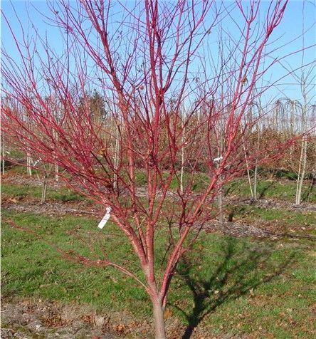 Acer Palmatum 'beni Kawa' - View 8 from www redcrocus com