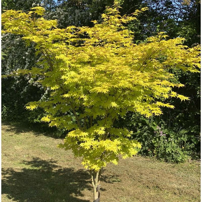 Acer Palmatum 'summer Gold' - View 9 from www redcrocus com