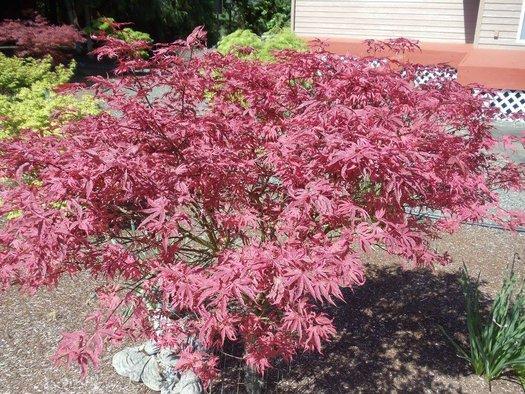 Acer Palmatum 'geisha Gone Wild' - View 9 from www redcrocus com