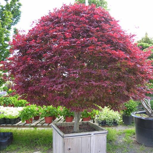 Acer Palmatum 'rhode Island Red' - View 9 from www redcrocus com