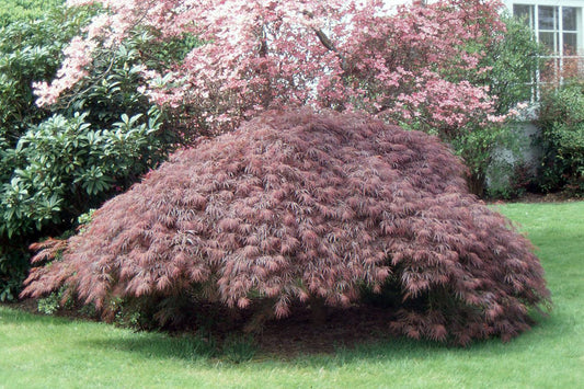 Acer Palmatum 'atropurpureum' - View 10 from www redcrocus com