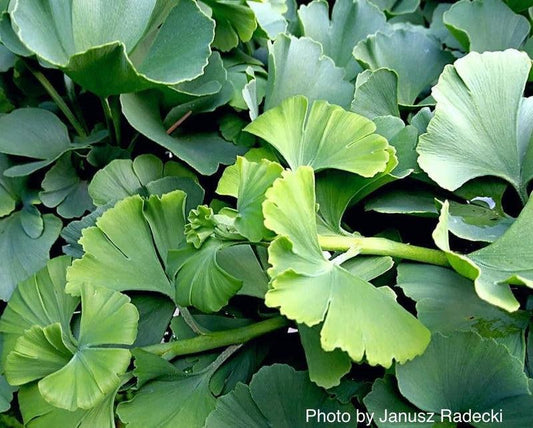 Ginkgo Biloba 'troll' Single Stem - View 10 from www redcrocus com