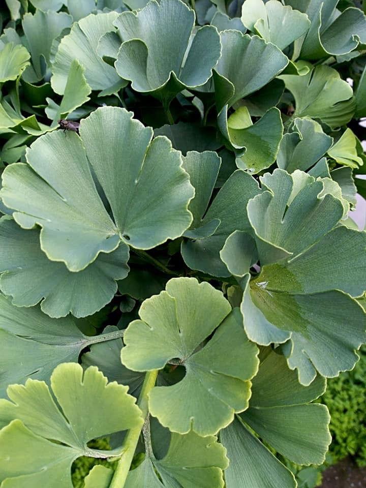 Ginkgo Biloba 'troll' Single Stem - View 9 from www redcrocus com