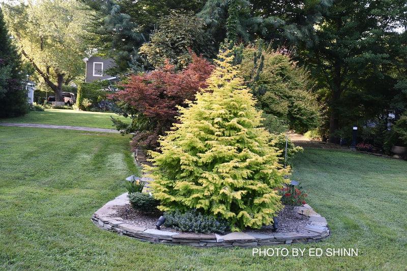 Metasequoia Glyptostroboides 'soul Fire' Single Stem - View 9 from www redcrocus com