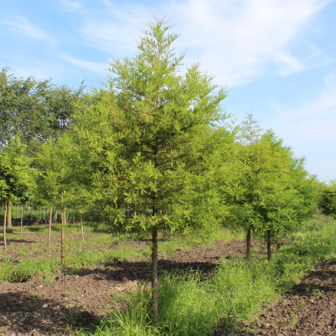 Taxodium Distichum 'green Whisper' - View 9 from www redcrocus com