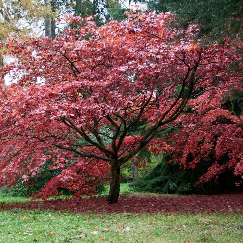 Acer Palmatum - View 8 from www redcrocus com