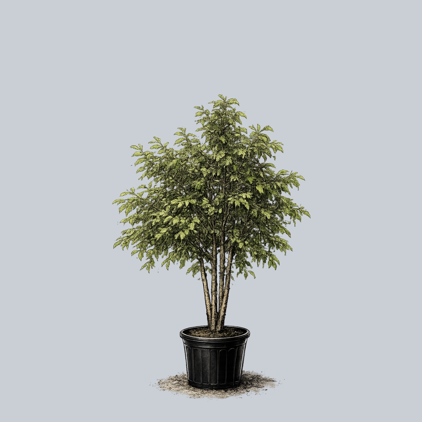Betula Nigra 'city Slicker' Multi Stem - View 24 from www redcrocus com
