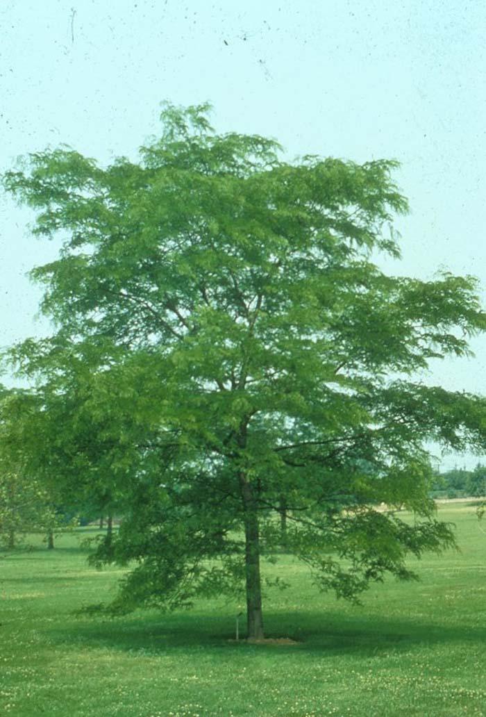 Gleditsia Triacanthos Shademaster - View 19 from www redcrocus com
