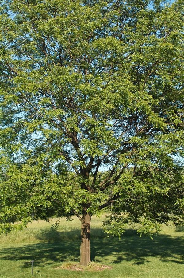 Gleditsia Triacanthos Shademaster - View 4 from www redcrocus com