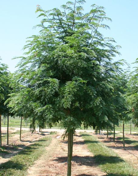 Gleditsia Triacanthos Shademaster - View 5 from www redcrocus com