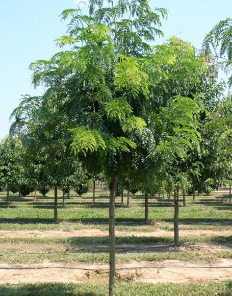 Gleditsia Triacanthos Shademaster - View 7 from www redcrocus com