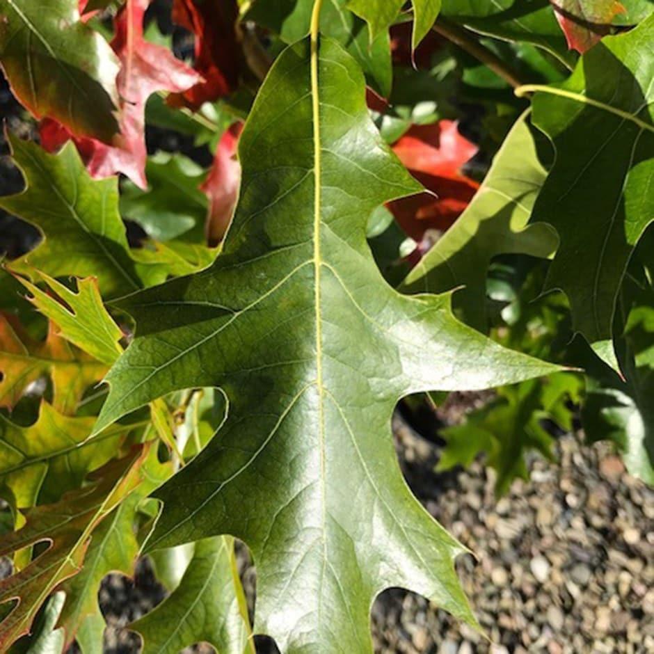 Quercus Palustris Green Pillar - View 10 from www redcrocus com